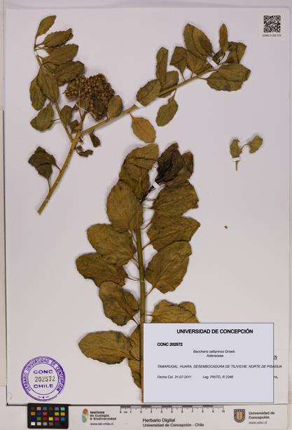 Baccharis calliprinos [Espécimen: UDEC:CONC:0202572]