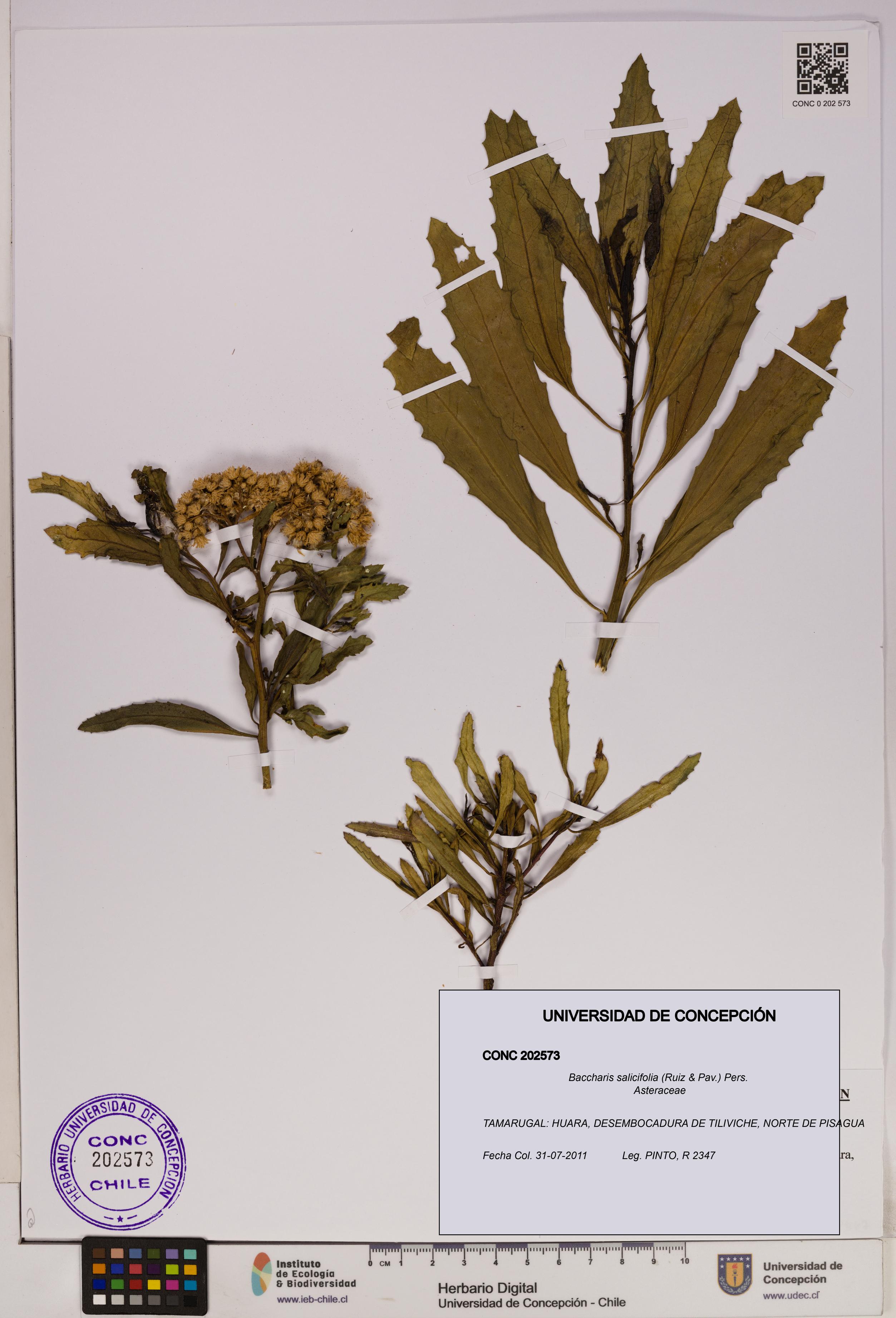 Baccharis salicifolia [Espécimen: UDEC:CONC:0202573]