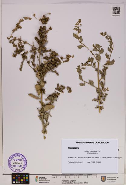 Atriplex madariagae [Espécimen: UDEC:CONC:0202574]