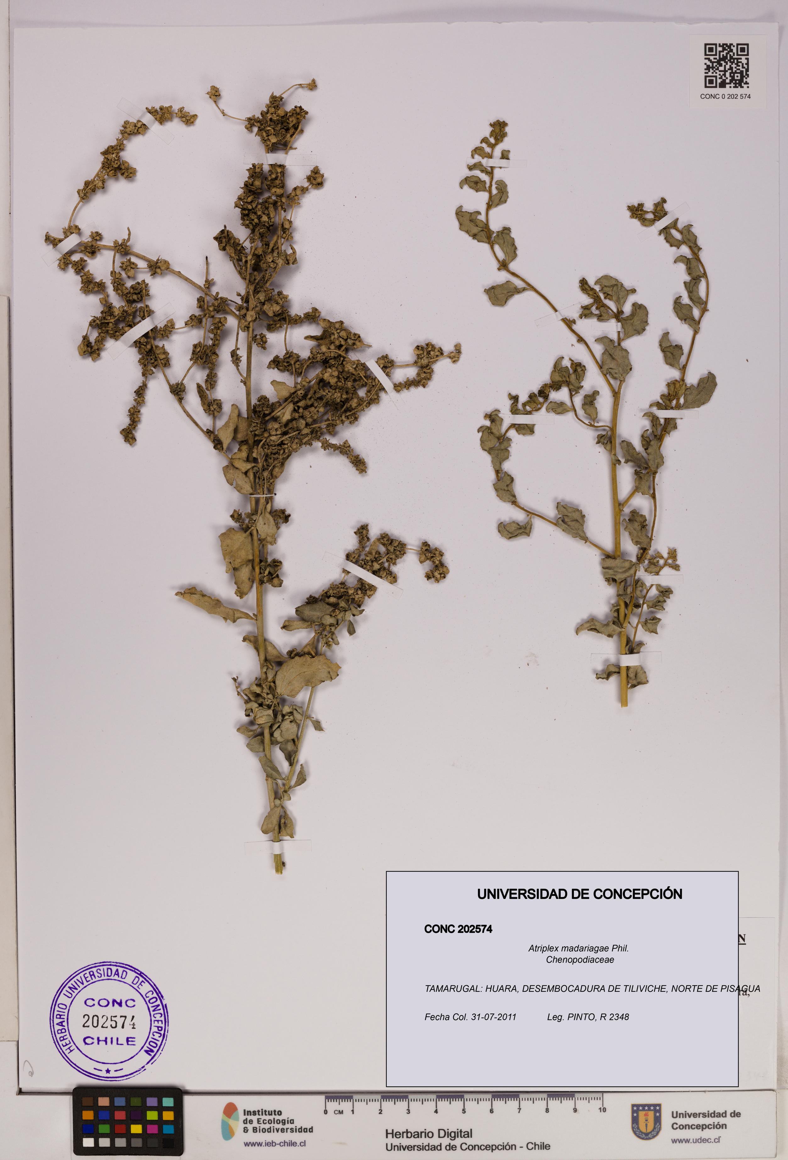 Atriplex madariagae [Espécimen: UDEC:CONC:0202574]