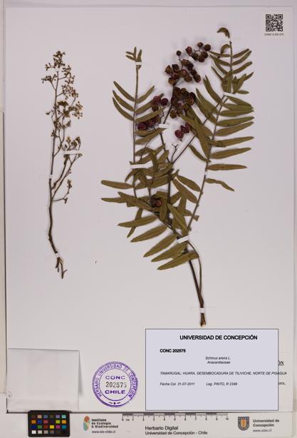 Schinus areira [Espécimen: UDEC:CONC:0202575]