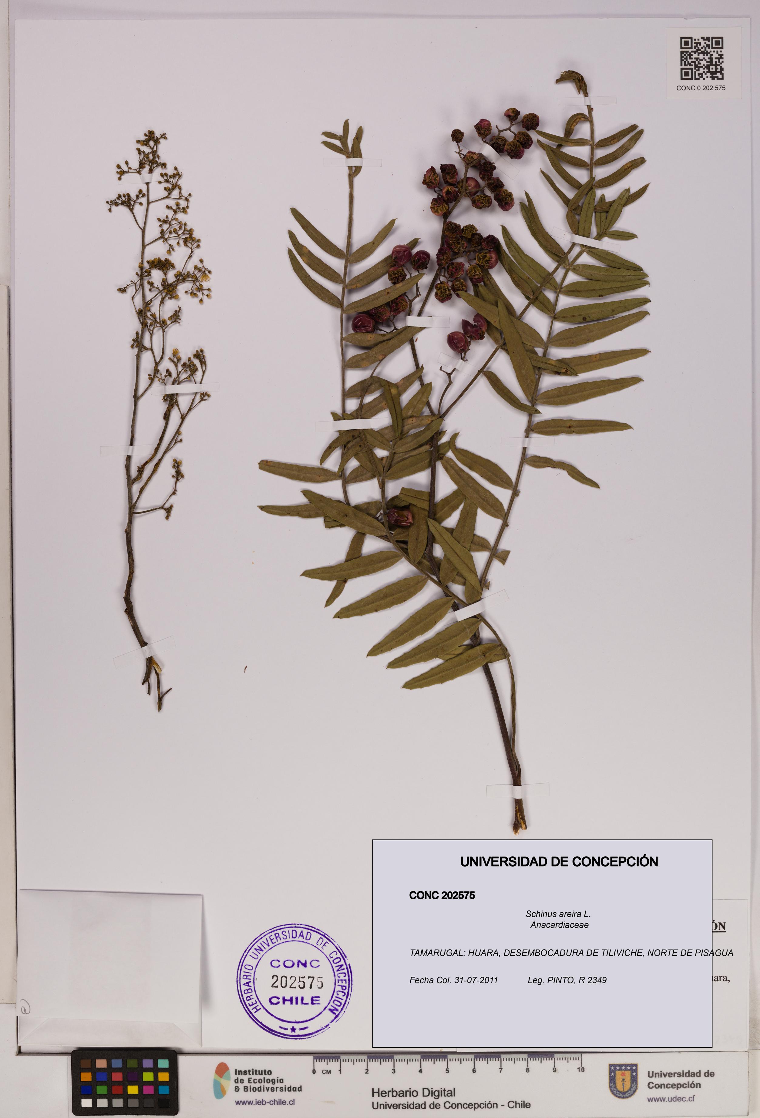 Schinus areira [Espécimen: UDEC:CONC:0202575]