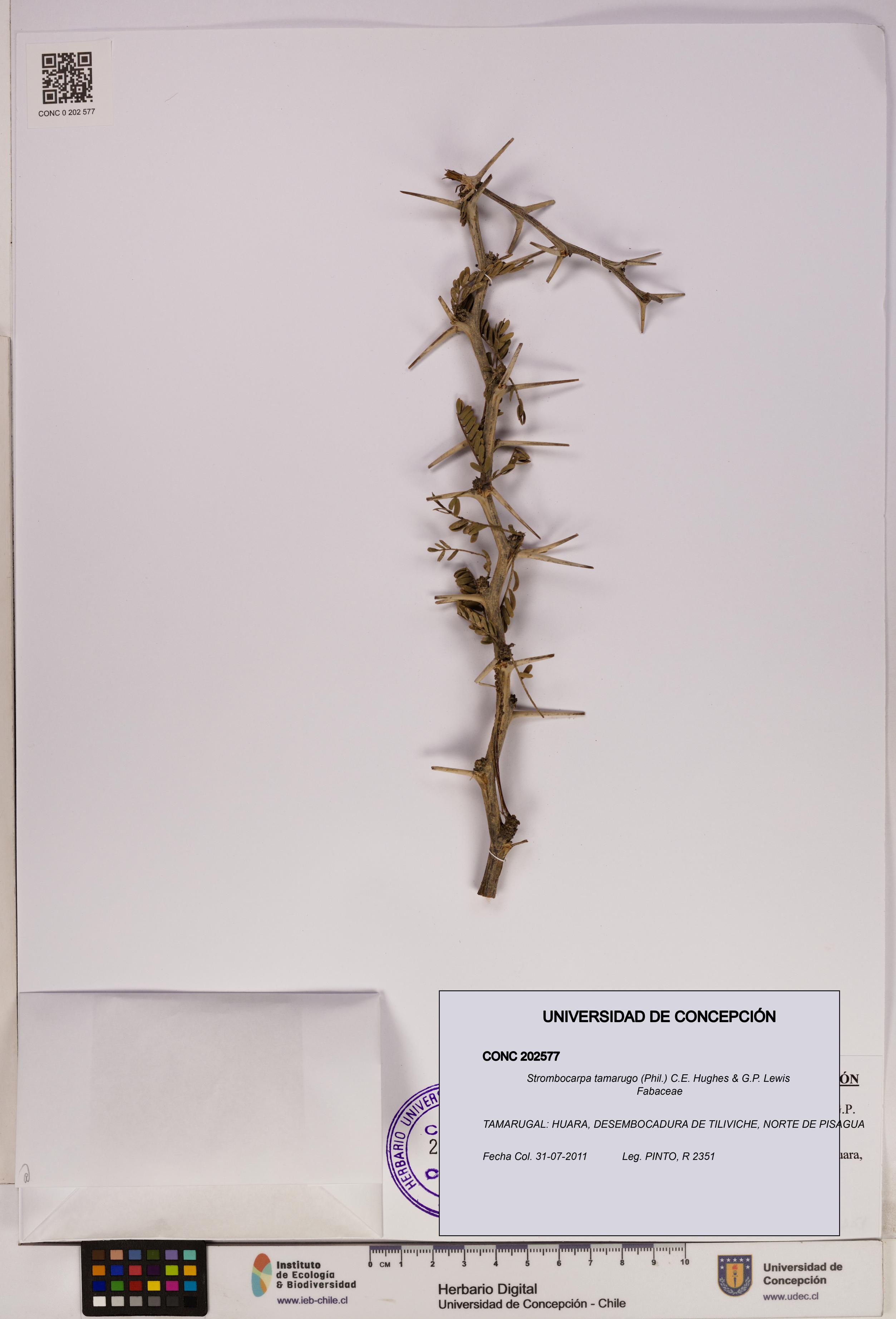 Strombocarpa tamarugo [Espécimen: UDEC:CONC:0202577]