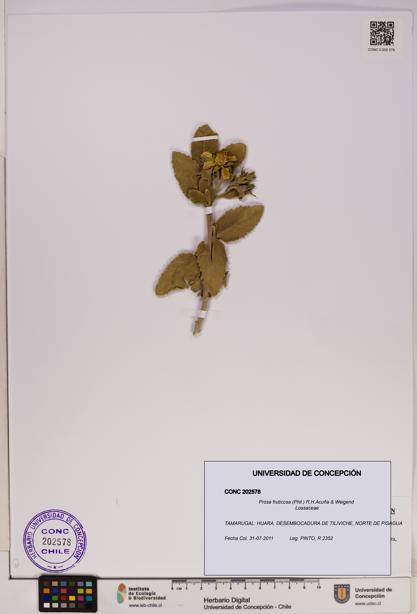 Prosa fruticosa [Espécimen: UDEC:CONC:0202578]