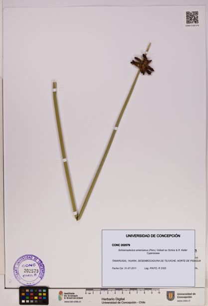 Schoenoplectus americanus [Espécimen: UDEC:CONC:0202579]