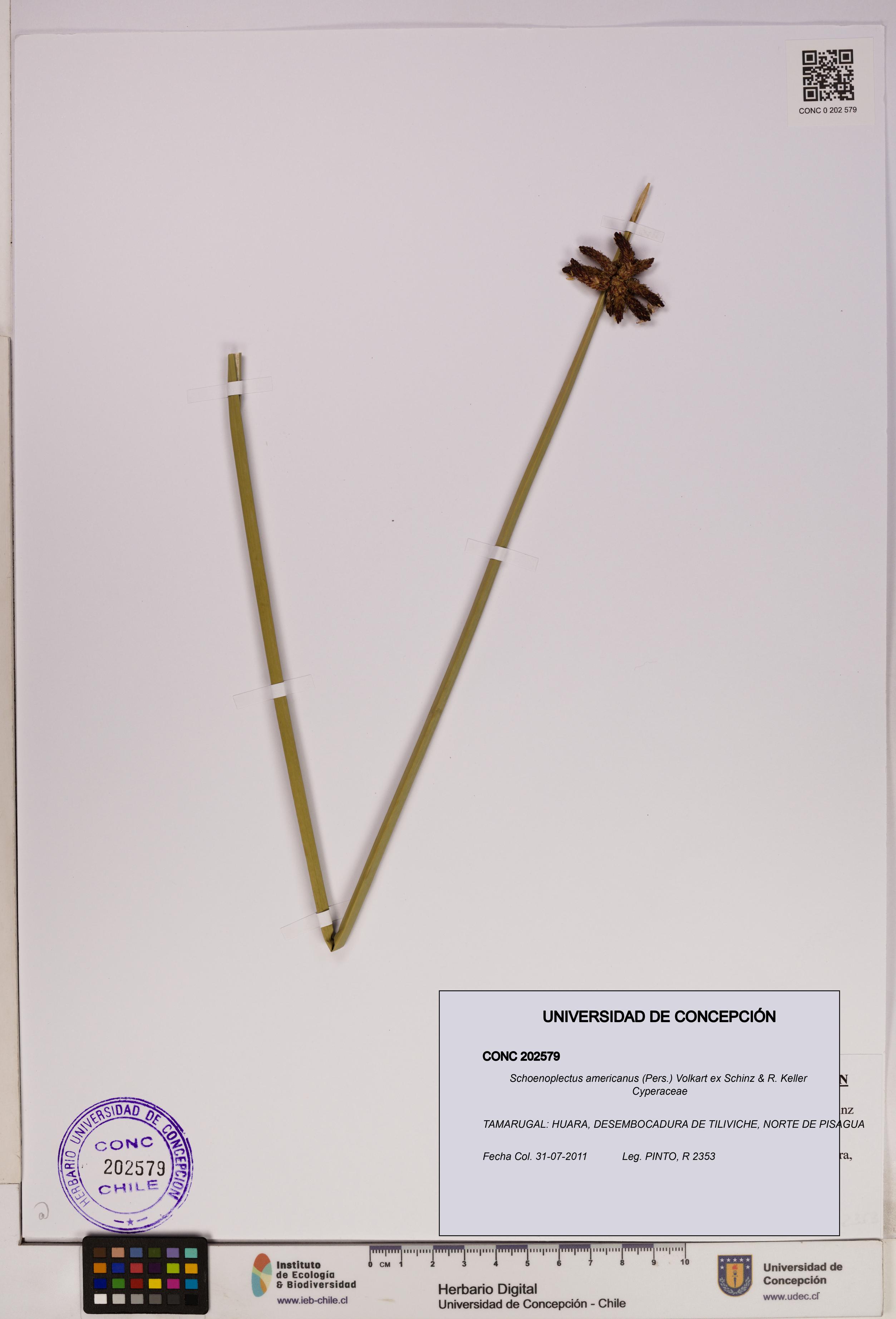 Schoenoplectus americanus [Espécimen: UDEC:CONC:0202579]