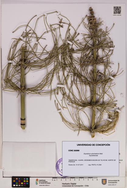 Equisetum xylochaetum [Espécimen: UDEC:CONC:0202580]