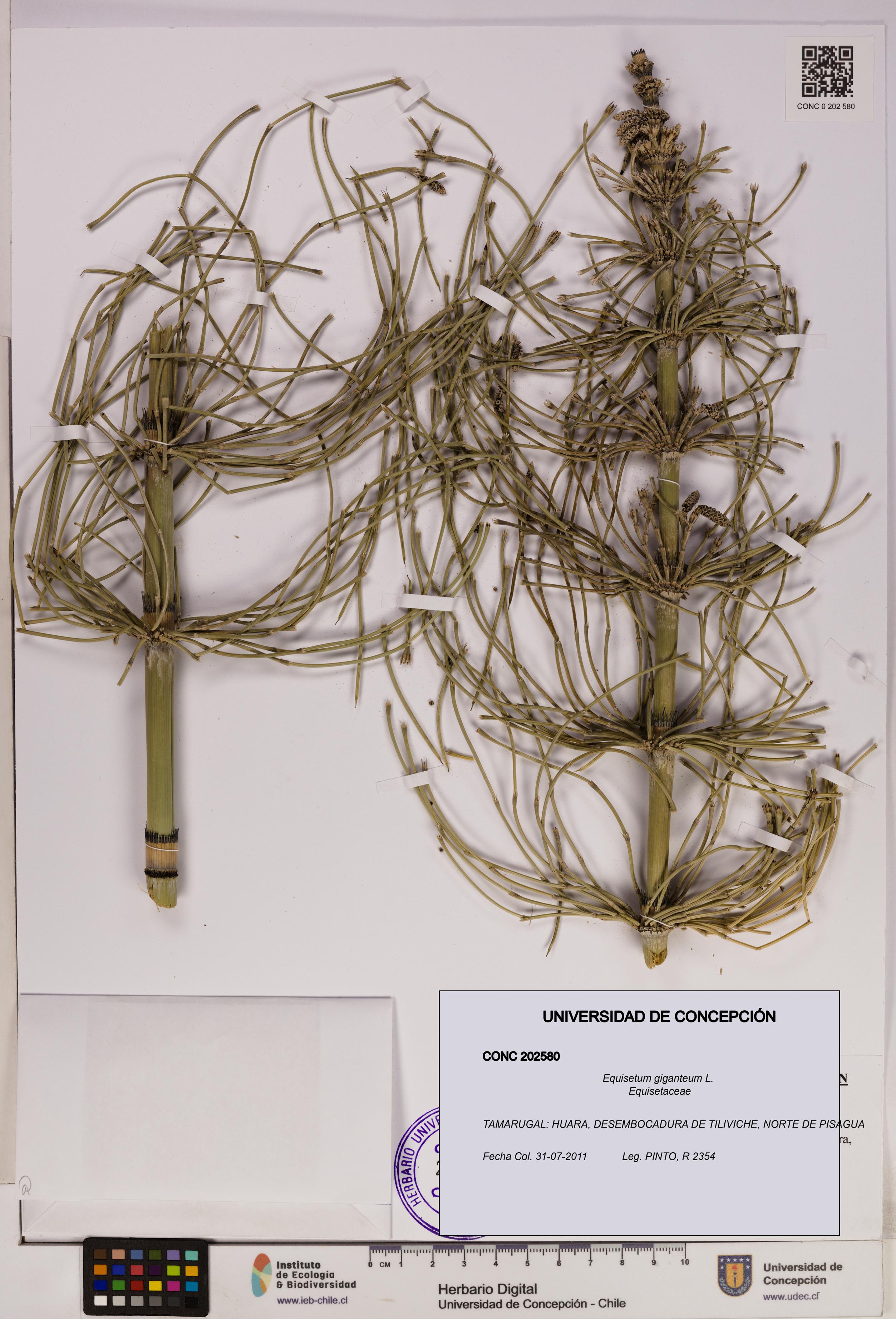 Equisetum giganteum [Espécimen: UDEC:CONC:0202580]