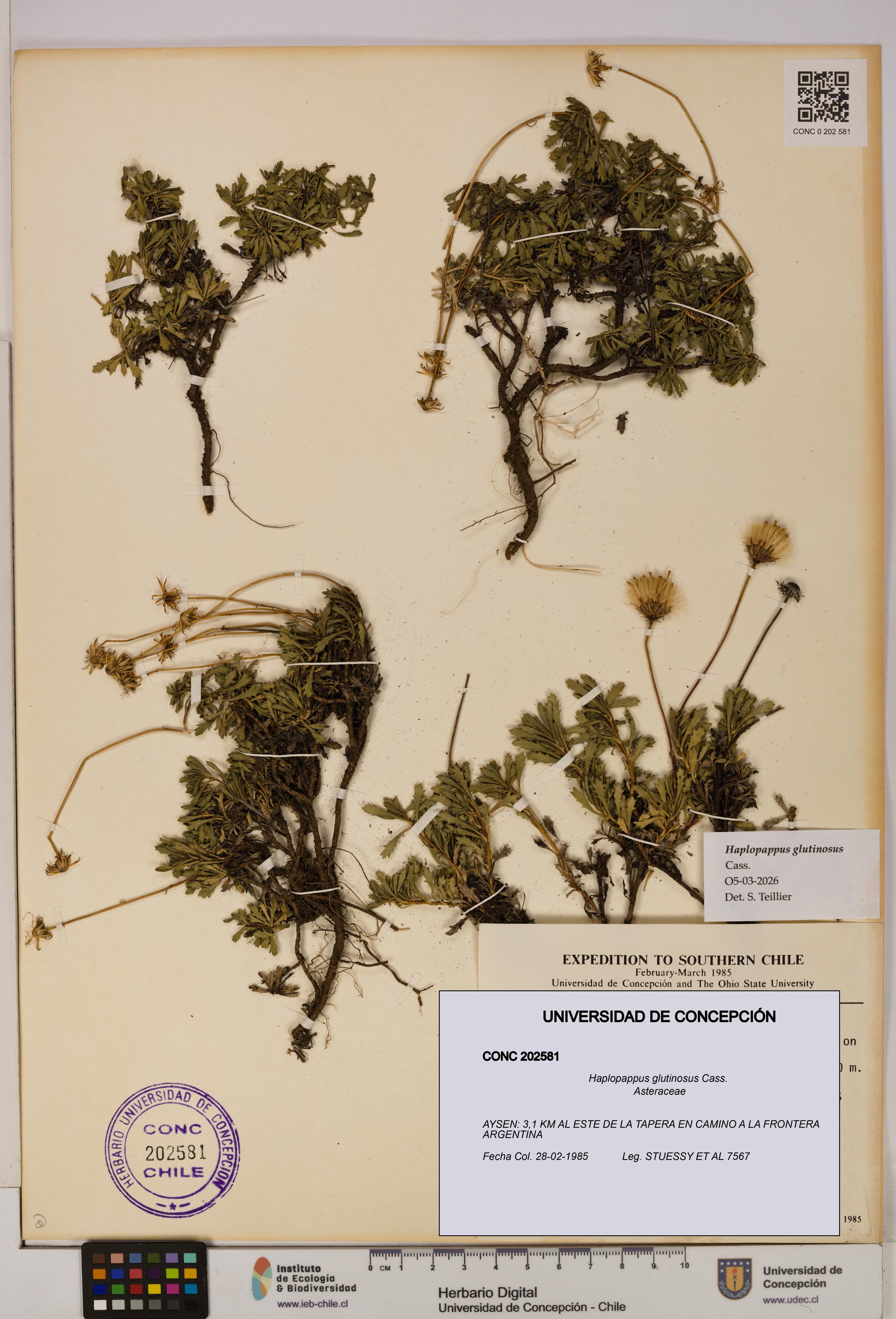 Haplopappus glutinosus [Espécimen: UDEC:CONC:0202581]