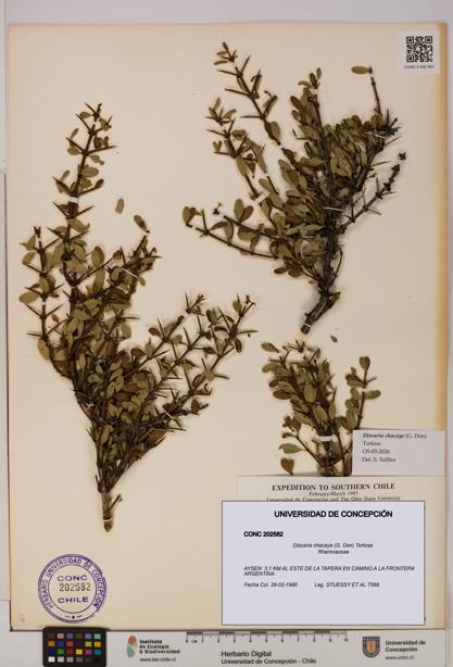 Discaria chacaye [Espécimen: UDEC:CONC:0202582]