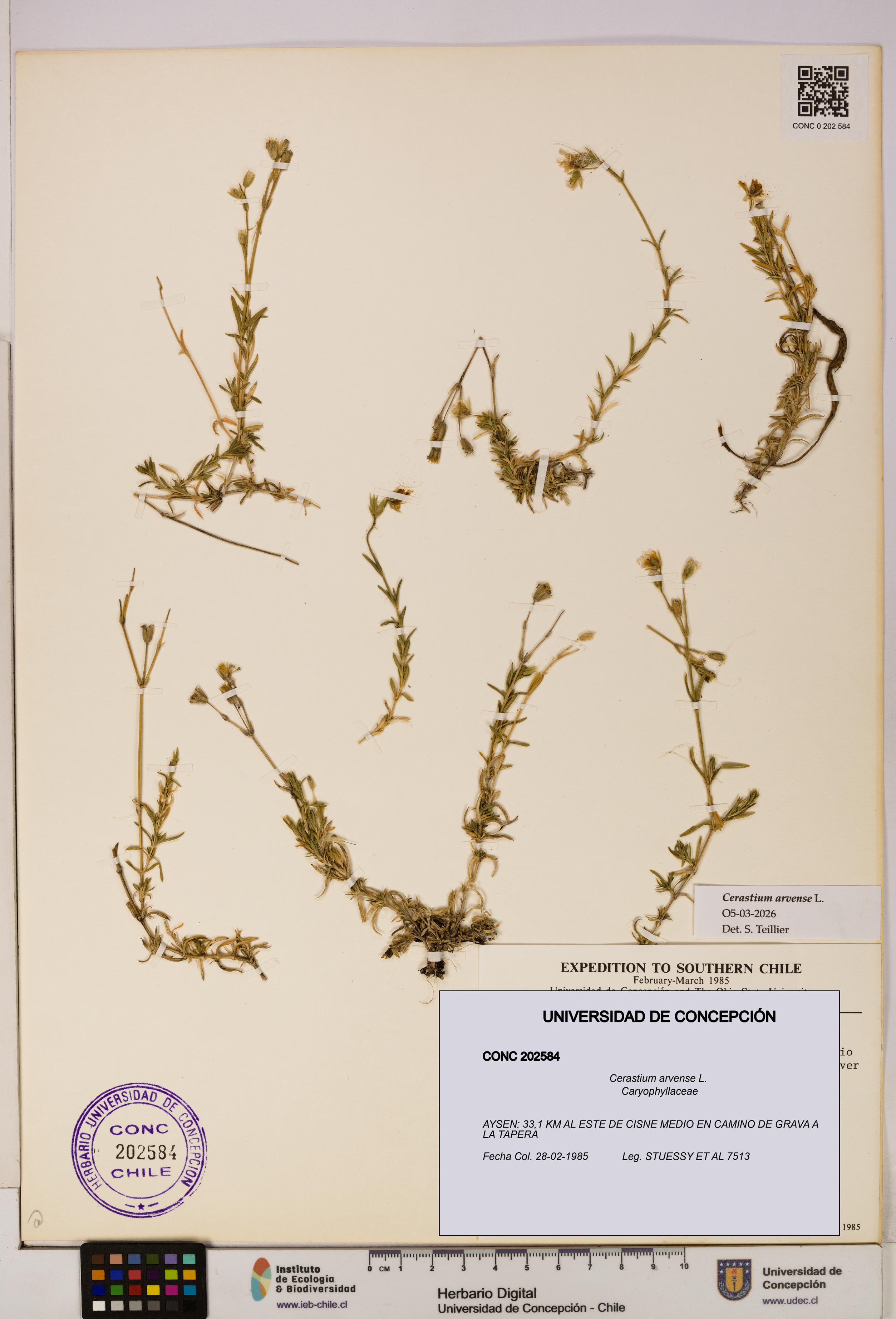 Cerastium arvense [Espécimen: UDEC:CONC:0202584]