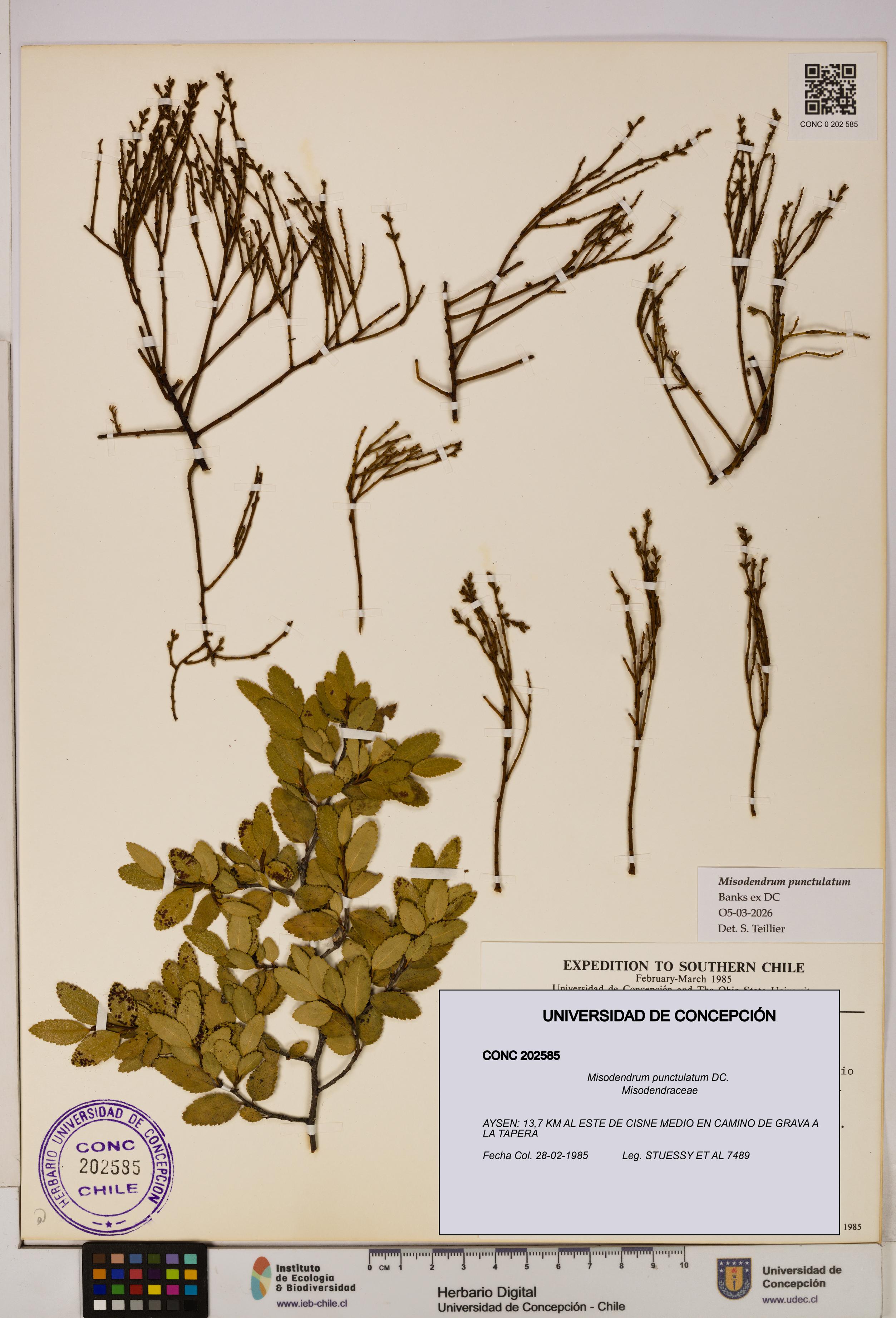Misodendrum punctulatum [Espécimen: UDEC:CONC:0202585]