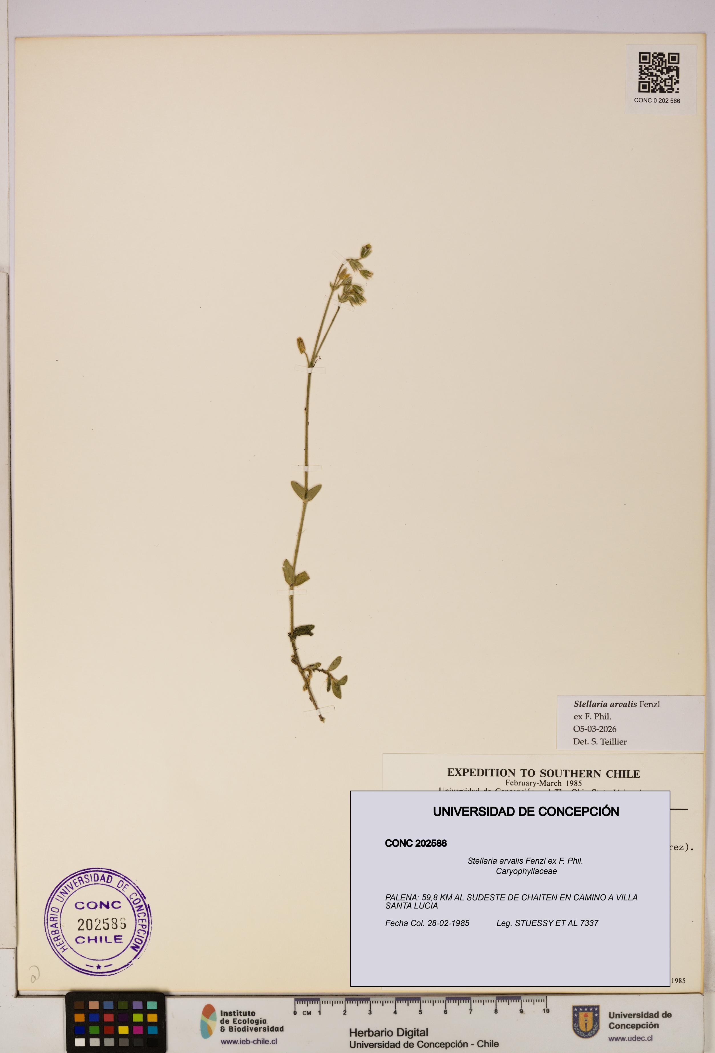 Stellaria arvalis [Espécimen: UDEC:CONC:0202586]