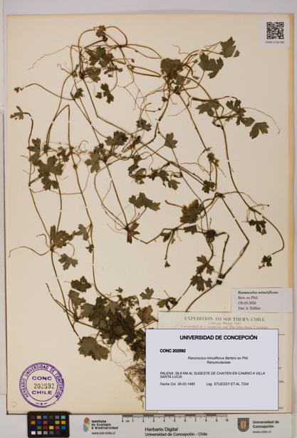 Ranunculus minutiflorus [Espécimen: UDEC:CONC:0202592]