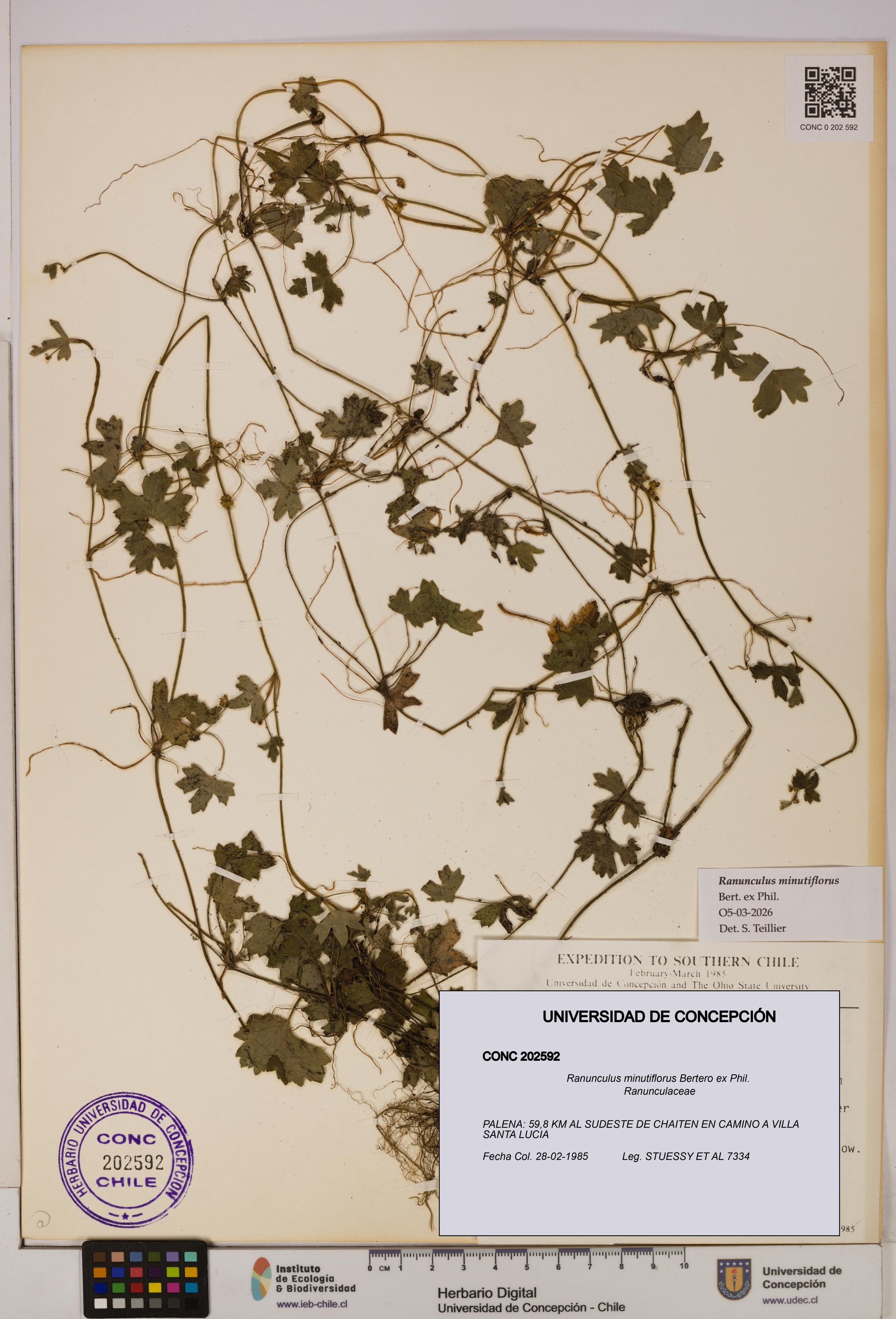 Ranunculus minutiflorus [Espécimen: UDEC:CONC:0202592]