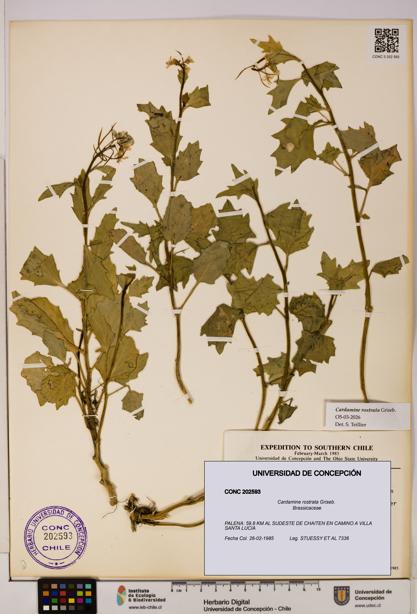 Cardamine rostrata [Espécimen: UDEC:CONC:0202593]