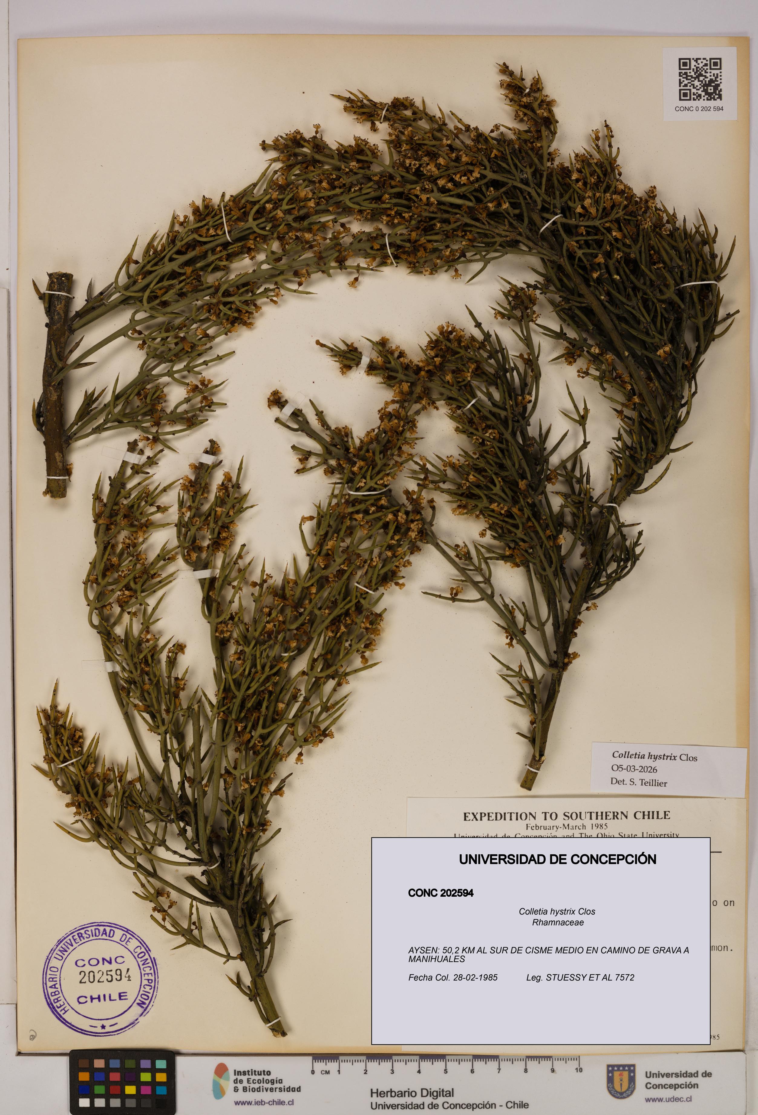 Colletia hystrix [Espécimen: UDEC:CONC:0202594]