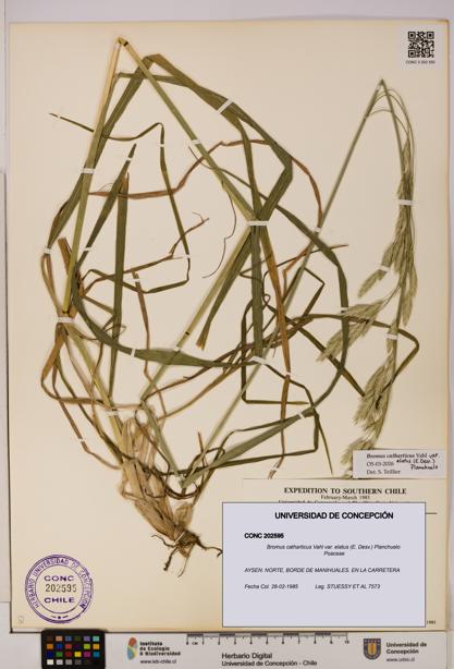 Bromus catharticus var. elatus [Espécimen: UDEC:CONC:0202595]