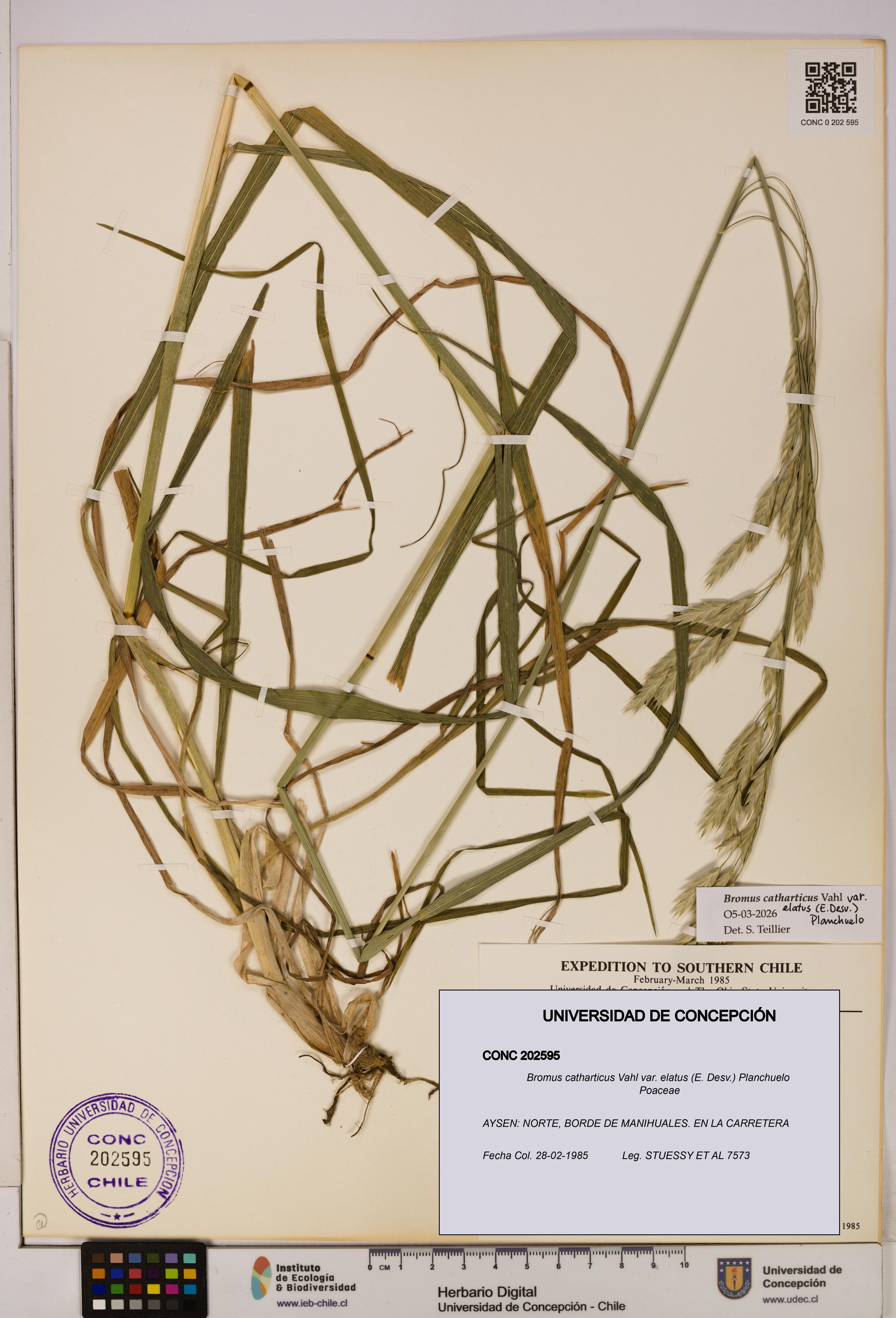 Bromus catharticus var. elatus [Espécimen: UDEC:CONC:0202595]
