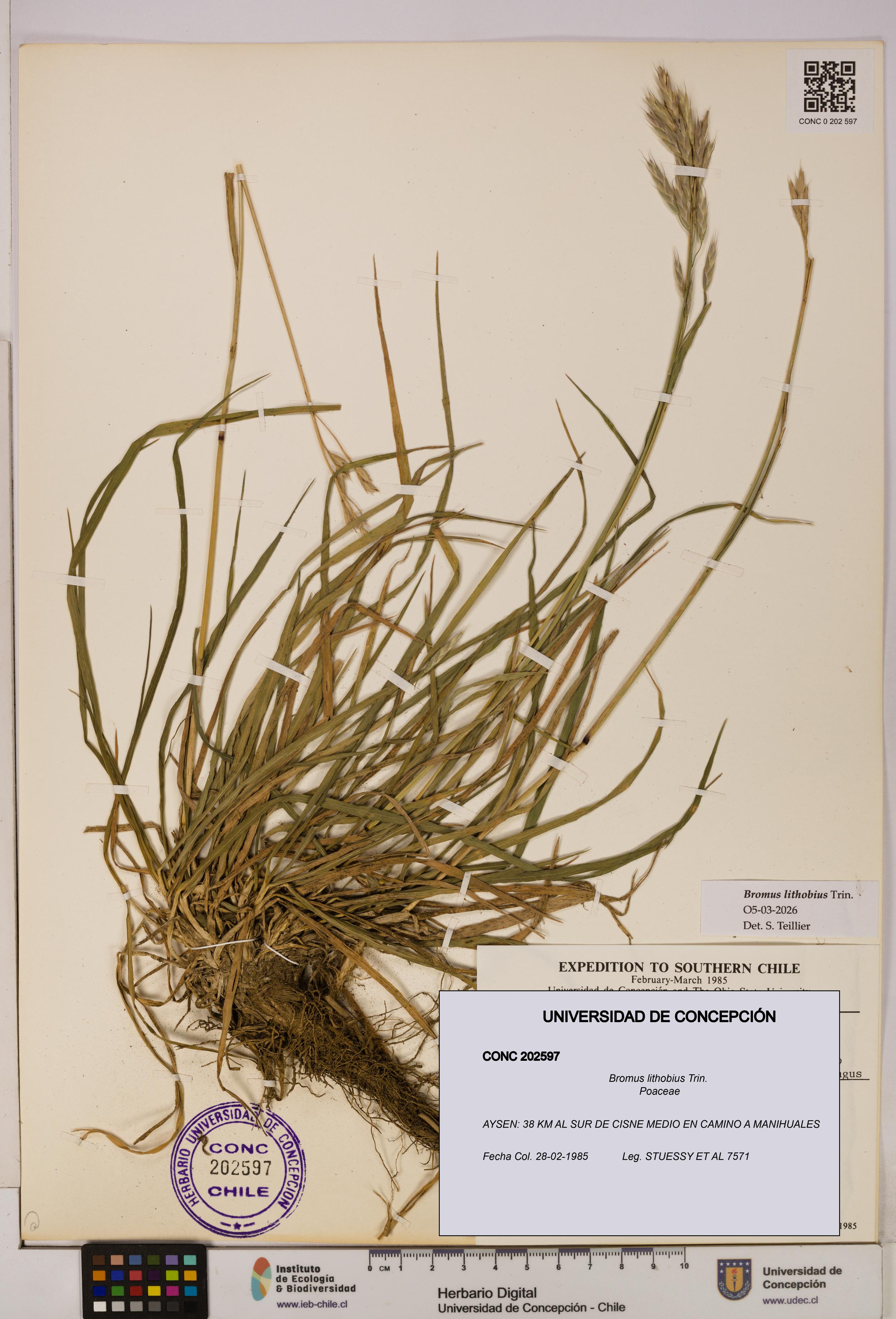 Bromus lithobius [Espécimen: UDEC:CONC:0202597]