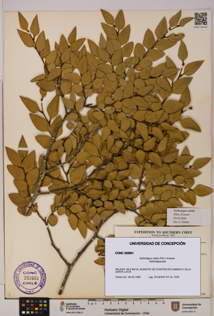 Nothofagus nitida [Espécimen: UDEC:CONC:0202601]
