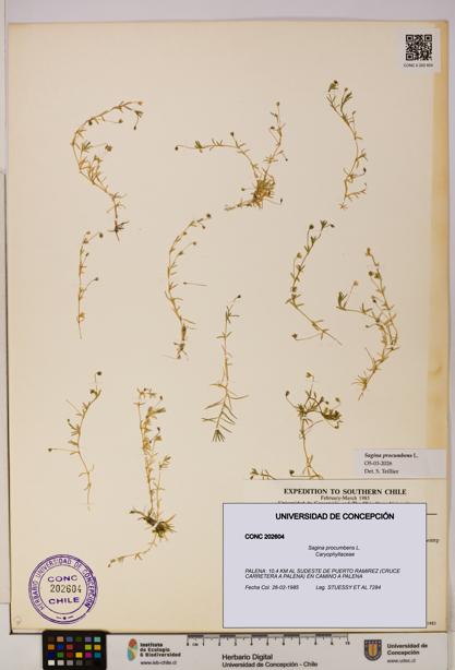 Sagina procumbens [Espécimen: UDEC:CONC:0202604]