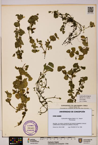 Erythranthe bridgesii [Espécimen: UDEC:CONC:0202605]
