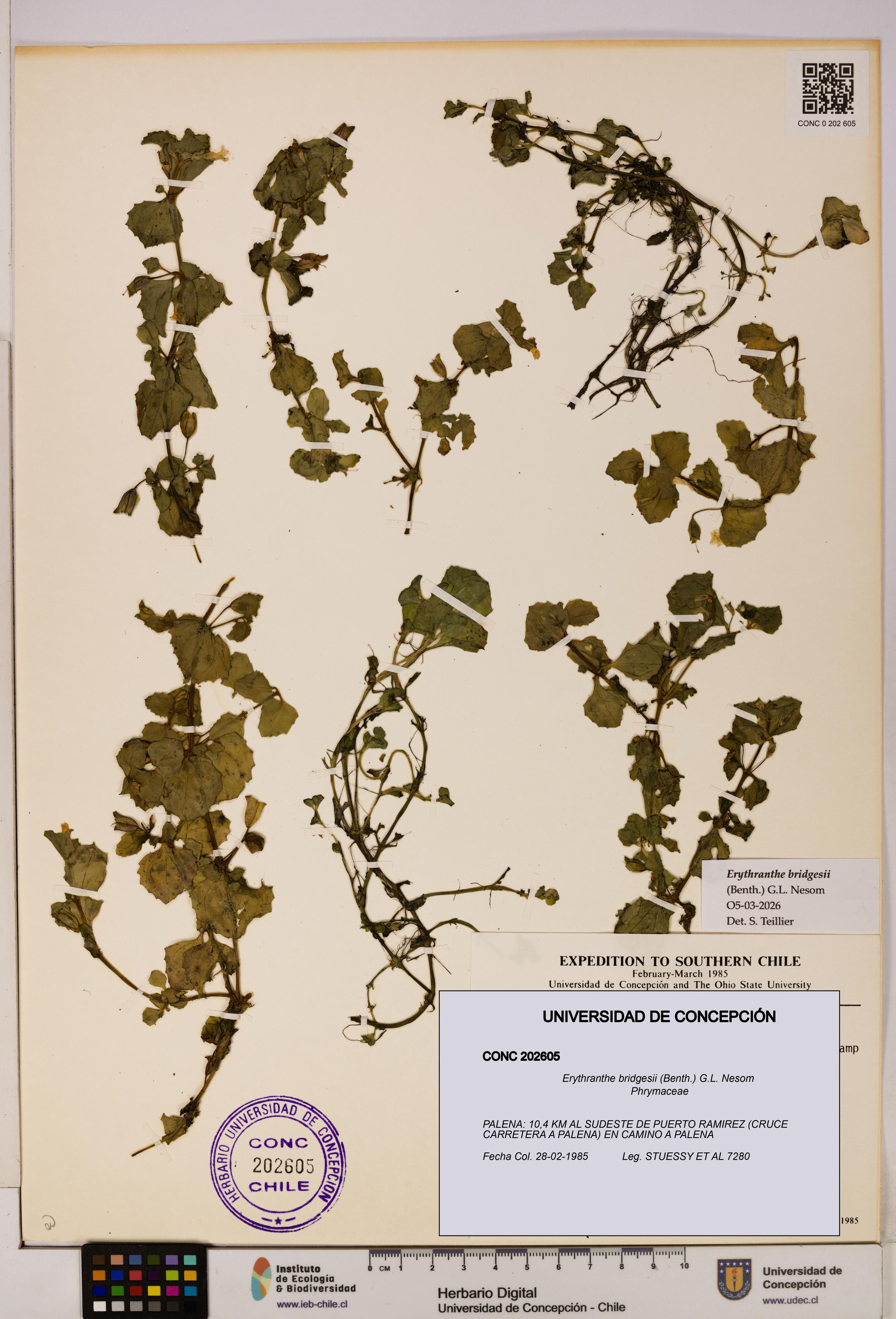 Erythranthe bridgesii [Espécimen: UDEC:CONC:0202605]