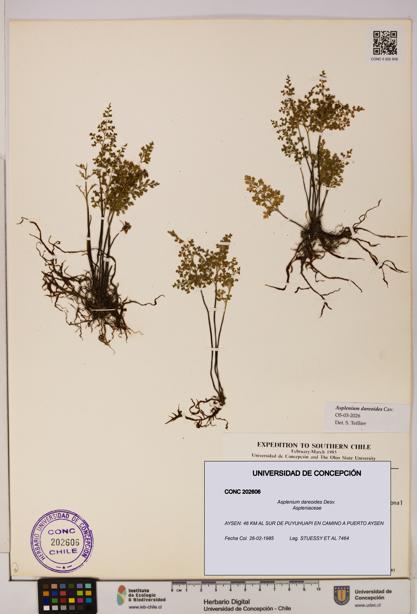 Asplenium dareoides [Espécimen: UDEC:CONC:0202606]