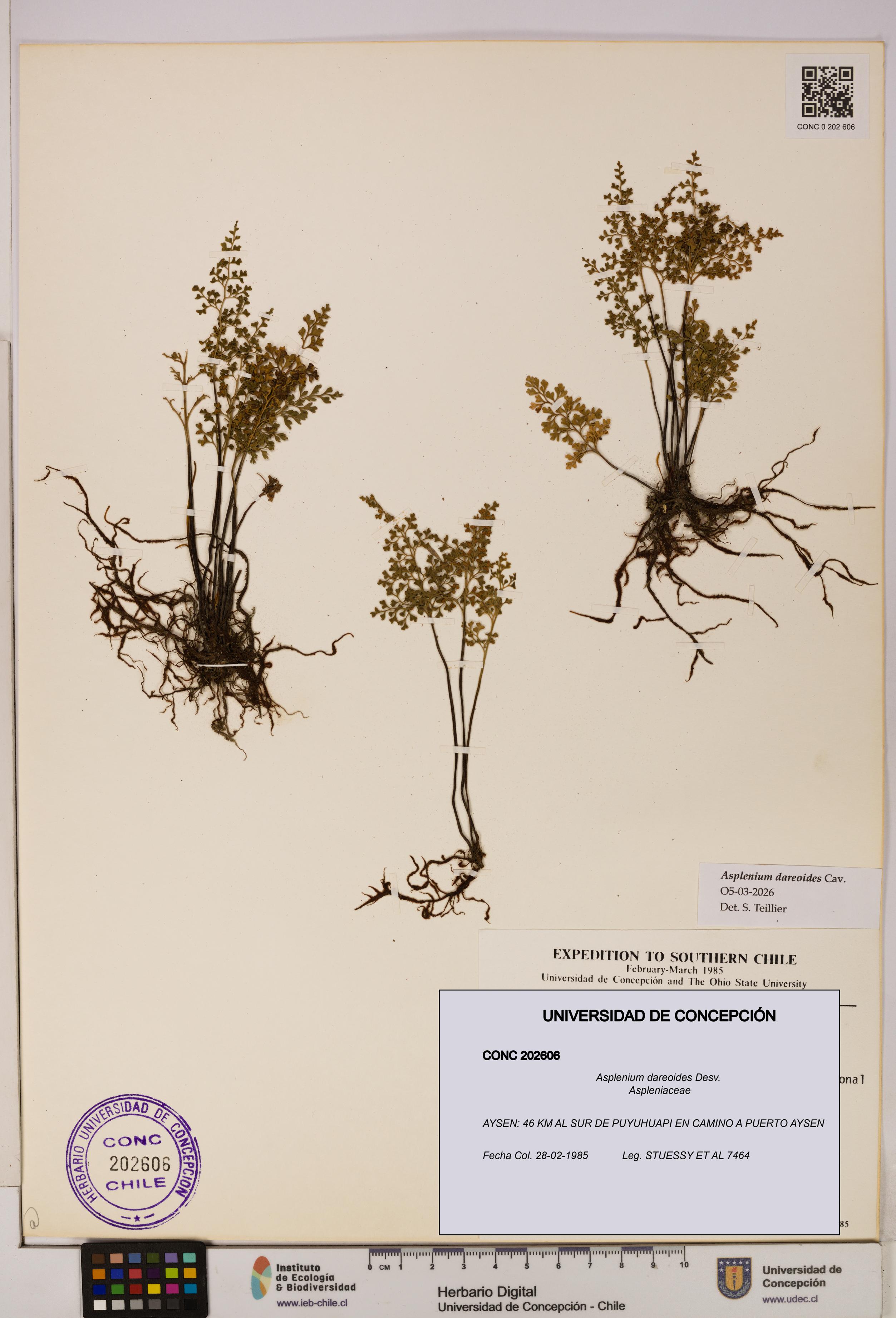 Asplenium dareoides [Espécimen: UDEC:CONC:0202606]