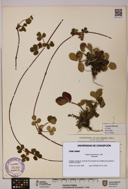 Fragaria chiloensis [Espécimen: UDEC:CONC:0202607]