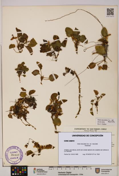 Viola maculata var. maculata [Espécimen: UDEC:CONC:0202610]