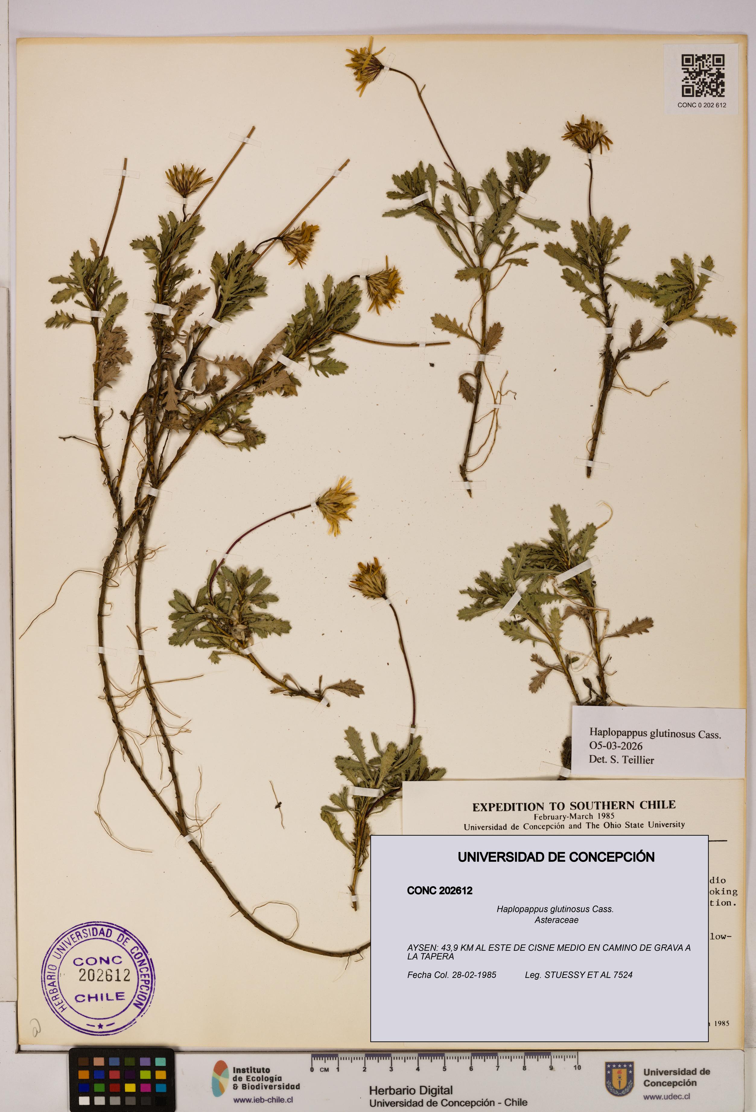 Haplopappus glutinosus [Espécimen: UDEC:CONC:0202612]
