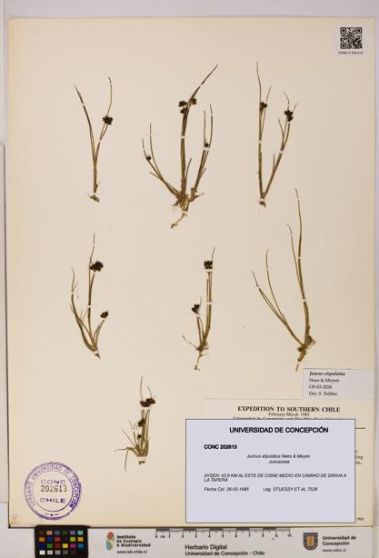 Juncus stipulatus [Espécimen: UDEC:CONC:0202613]