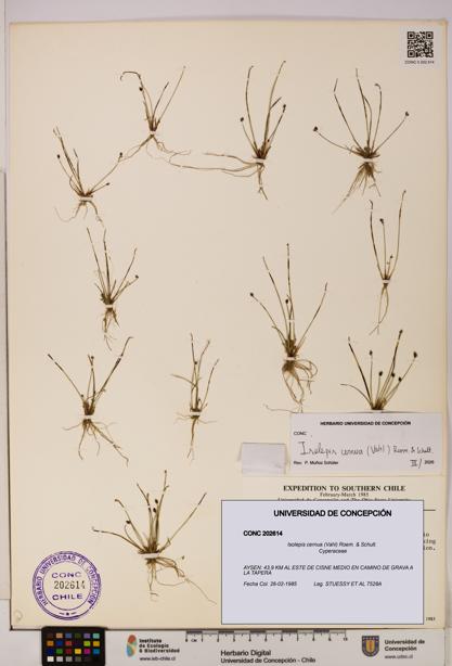 Isolepis cernua [Espécimen: UDEC:CONC:0202614]