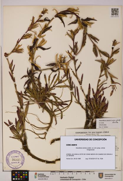 Oenothera stricta subsp. stricta [Espécimen: UDEC:CONC:0202615]