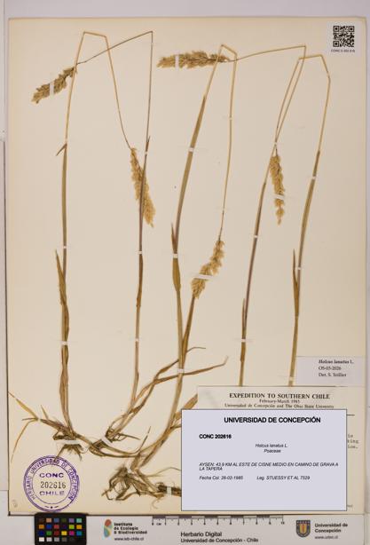 Holcus lanatus [Espécimen: UDEC:CONC:0202616]