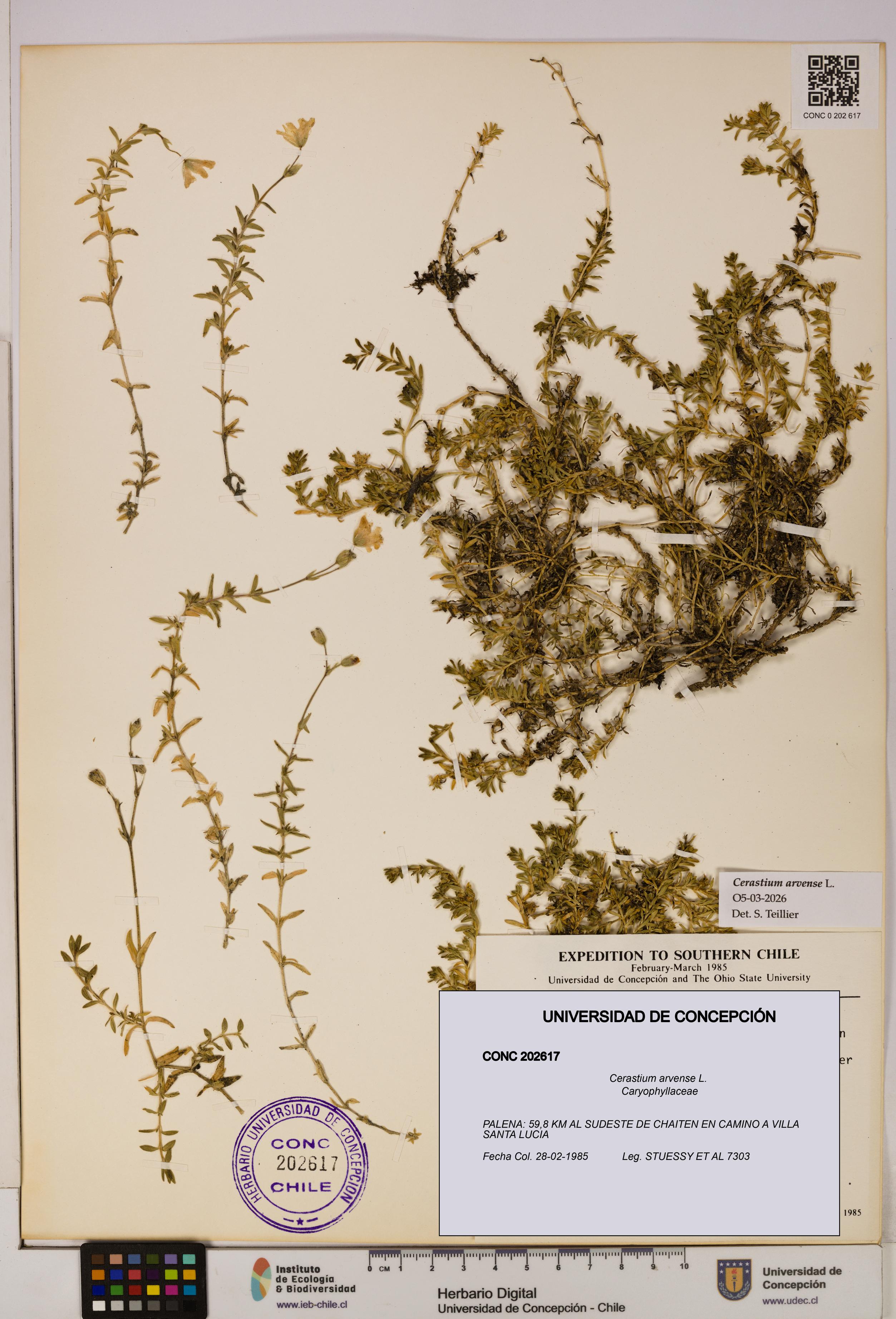 Cerastium arvense [Espécimen: UDEC:CONC:0202617]