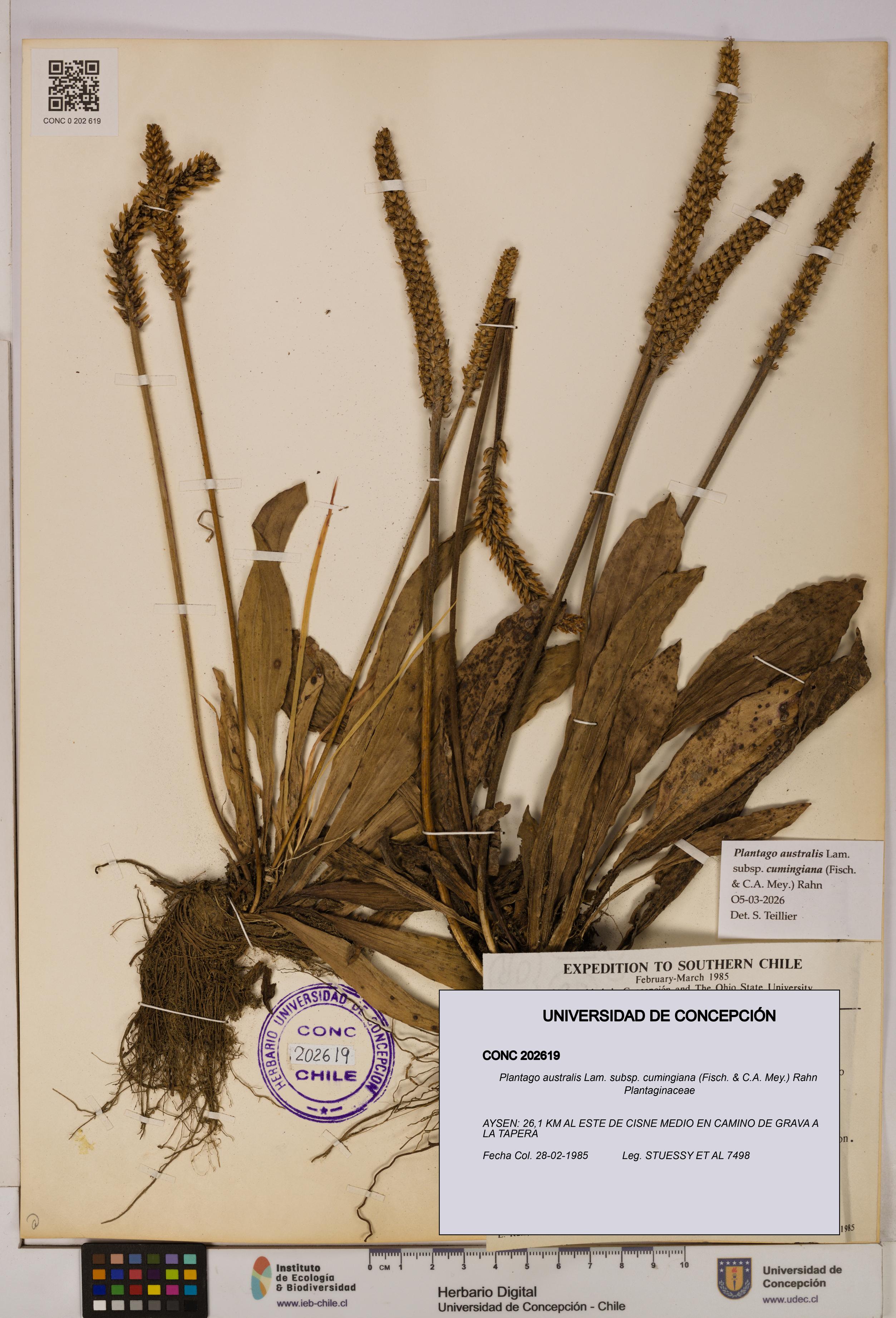 Plantago australis [Espécimen: UDEC:CONC:0202619]