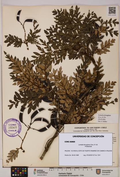 Lomatia ferruginea [Espécimen: UDEC:CONC:0202620]