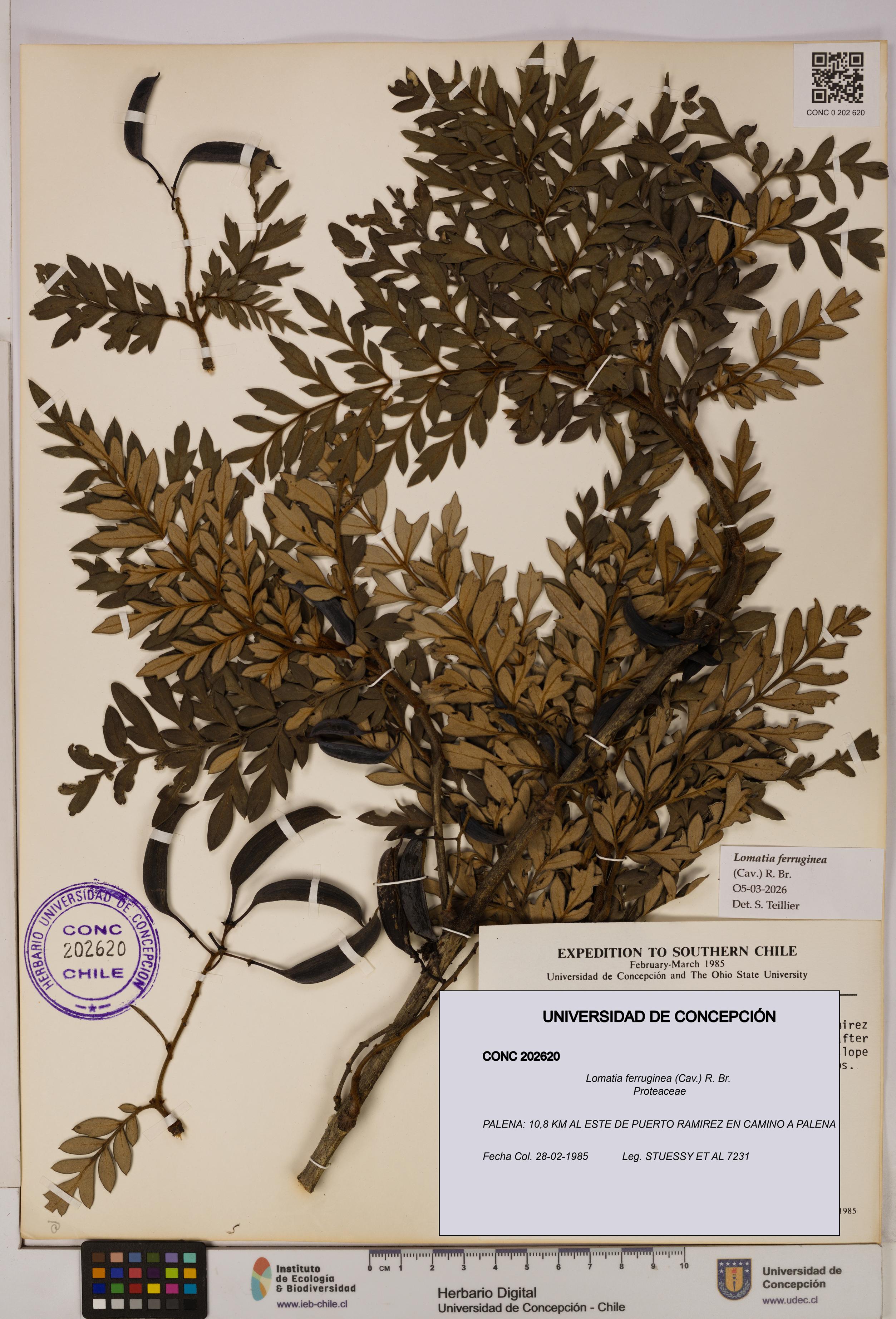 Lomatia ferruginea [Espécimen: UDEC:CONC:0202620]