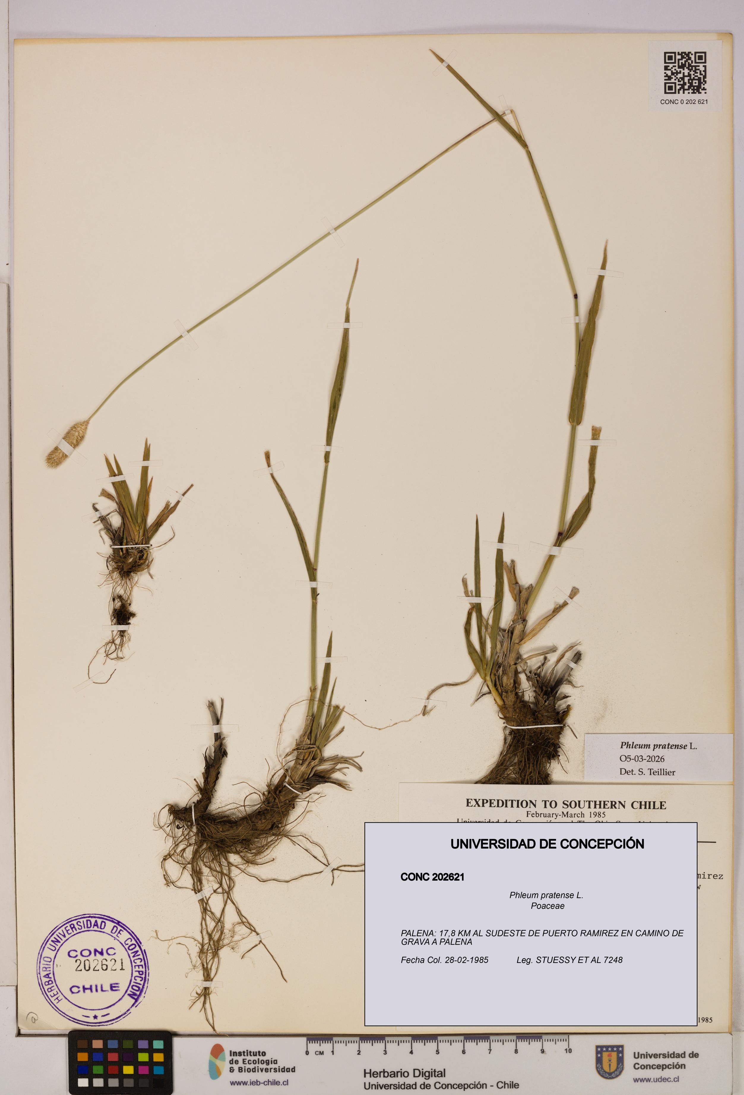 Phleum pratense [Espécimen: UDEC:CONC:0202621]