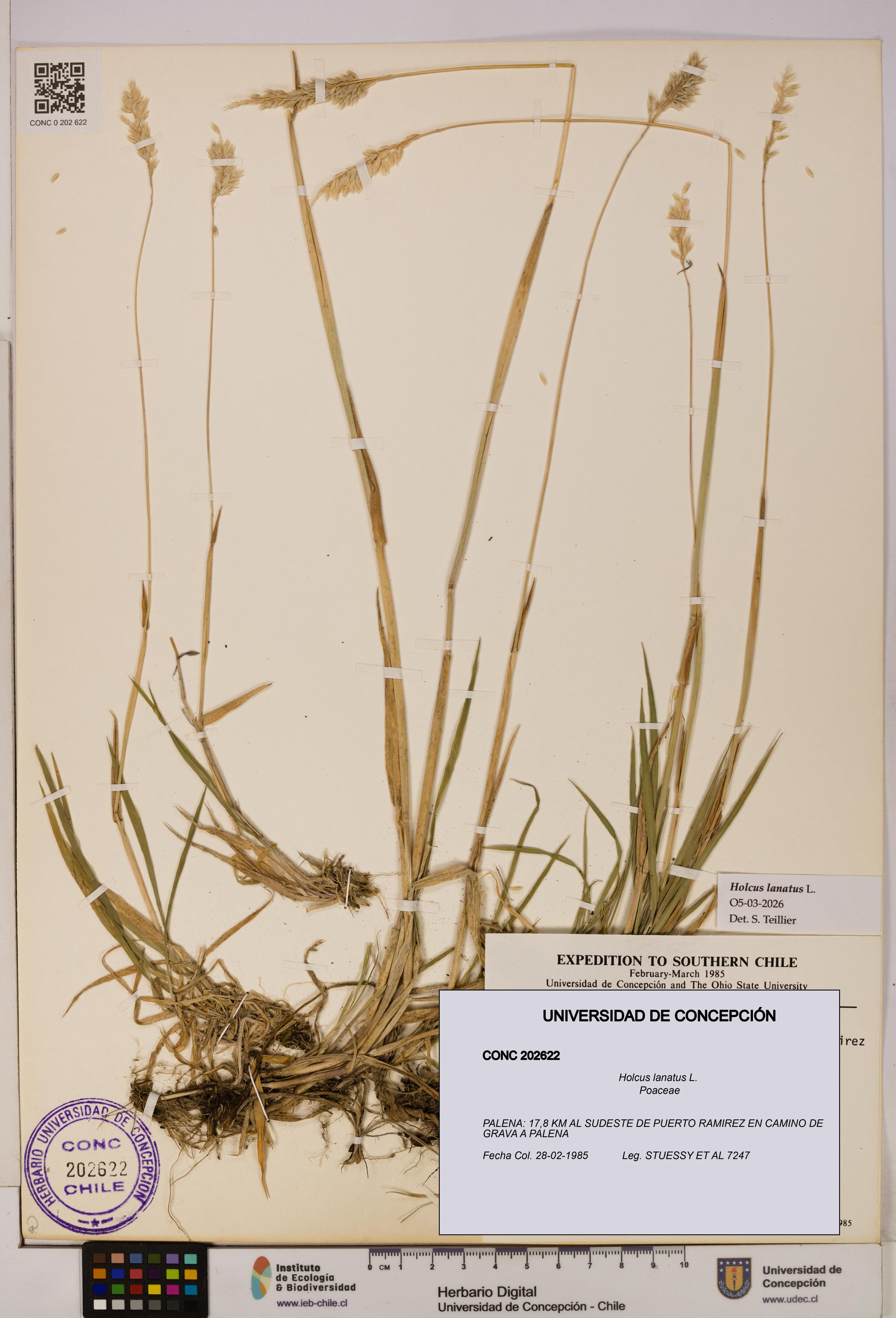 Holcus lanatus [Espécimen: UDEC:CONC:0202622]