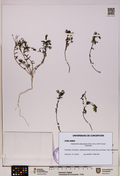 Chaetanthera depauperata [Espécimen: UDEC:CONC:0202623]