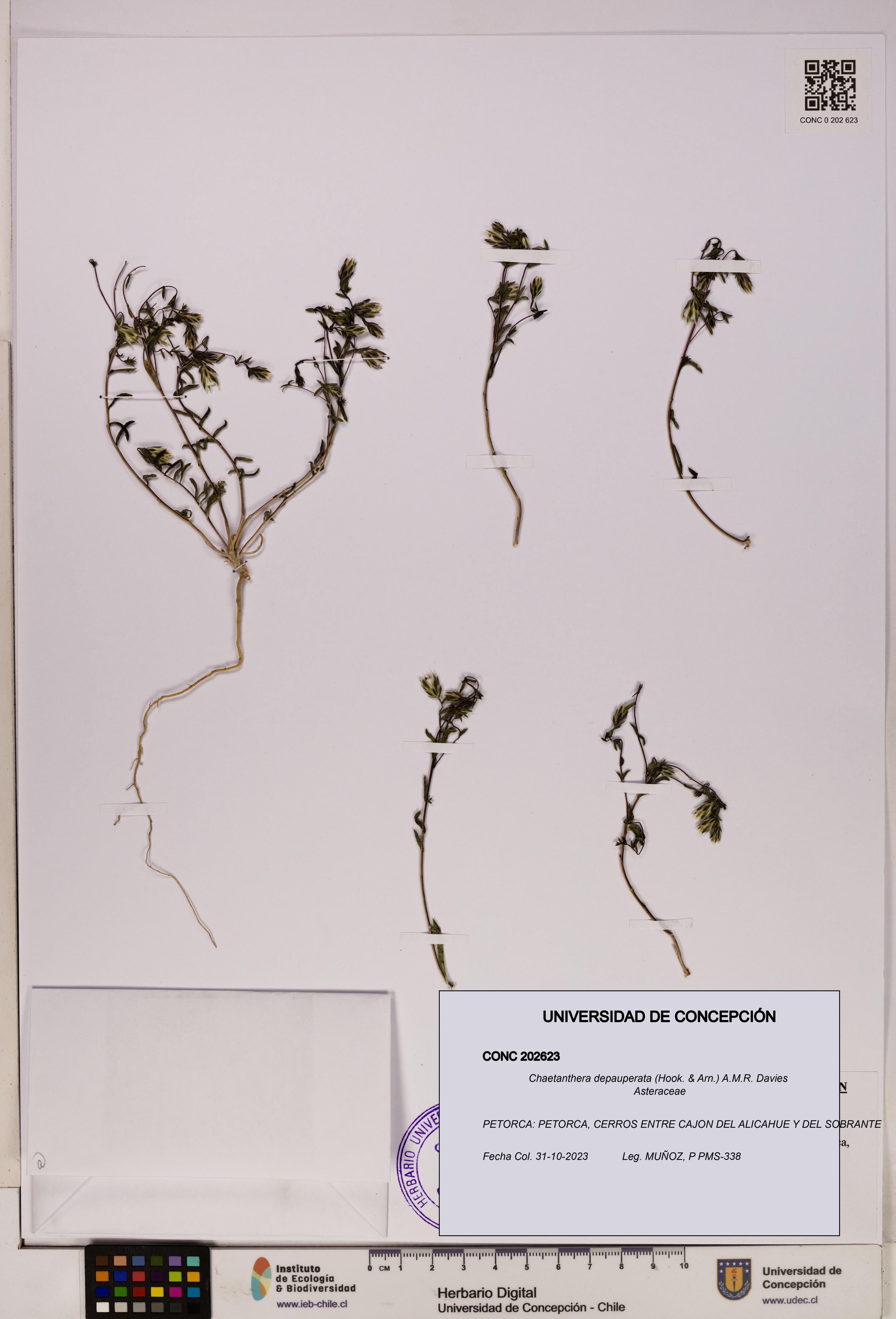 Chaetanthera depauperata [Espécimen: UDEC:CONC:0202623]