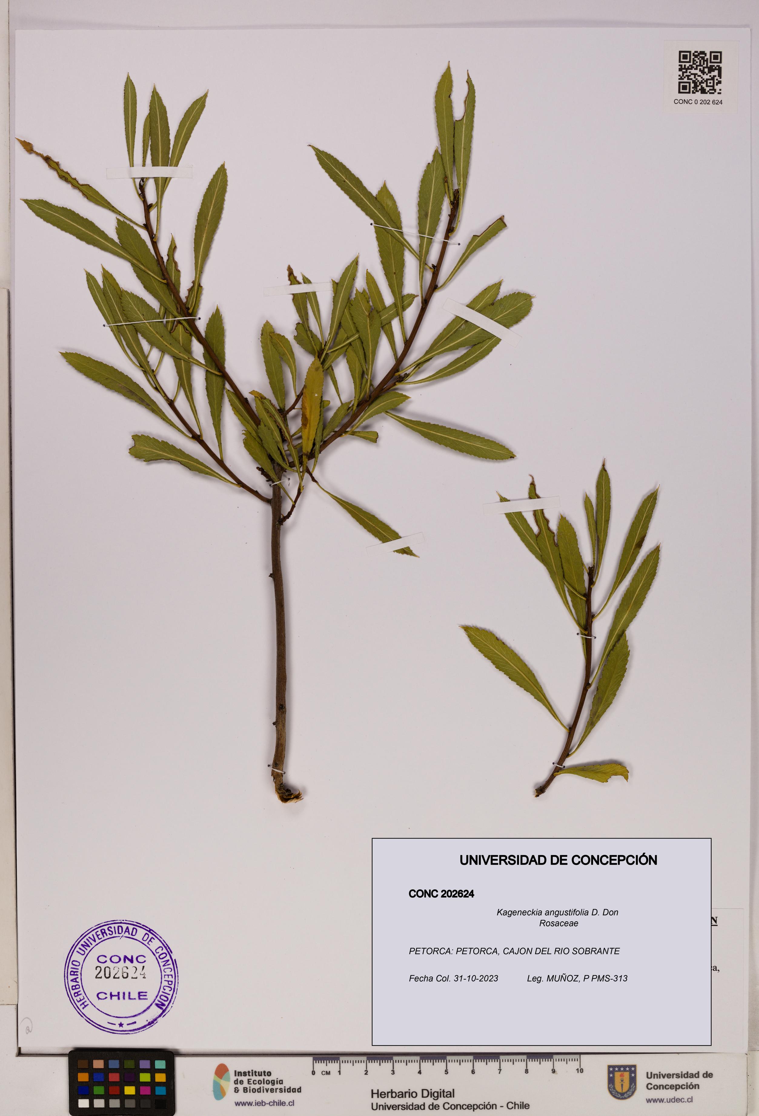 Kageneckia angustifolia [Espécimen: UDEC:CONC:0202624]