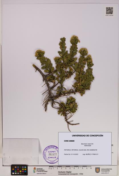 Baccharis neaei [Espécimen: UDEC:CONC:0202625]