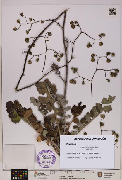 Leucheria hieracioides [Espécimen: UDEC:CONC:0202626]