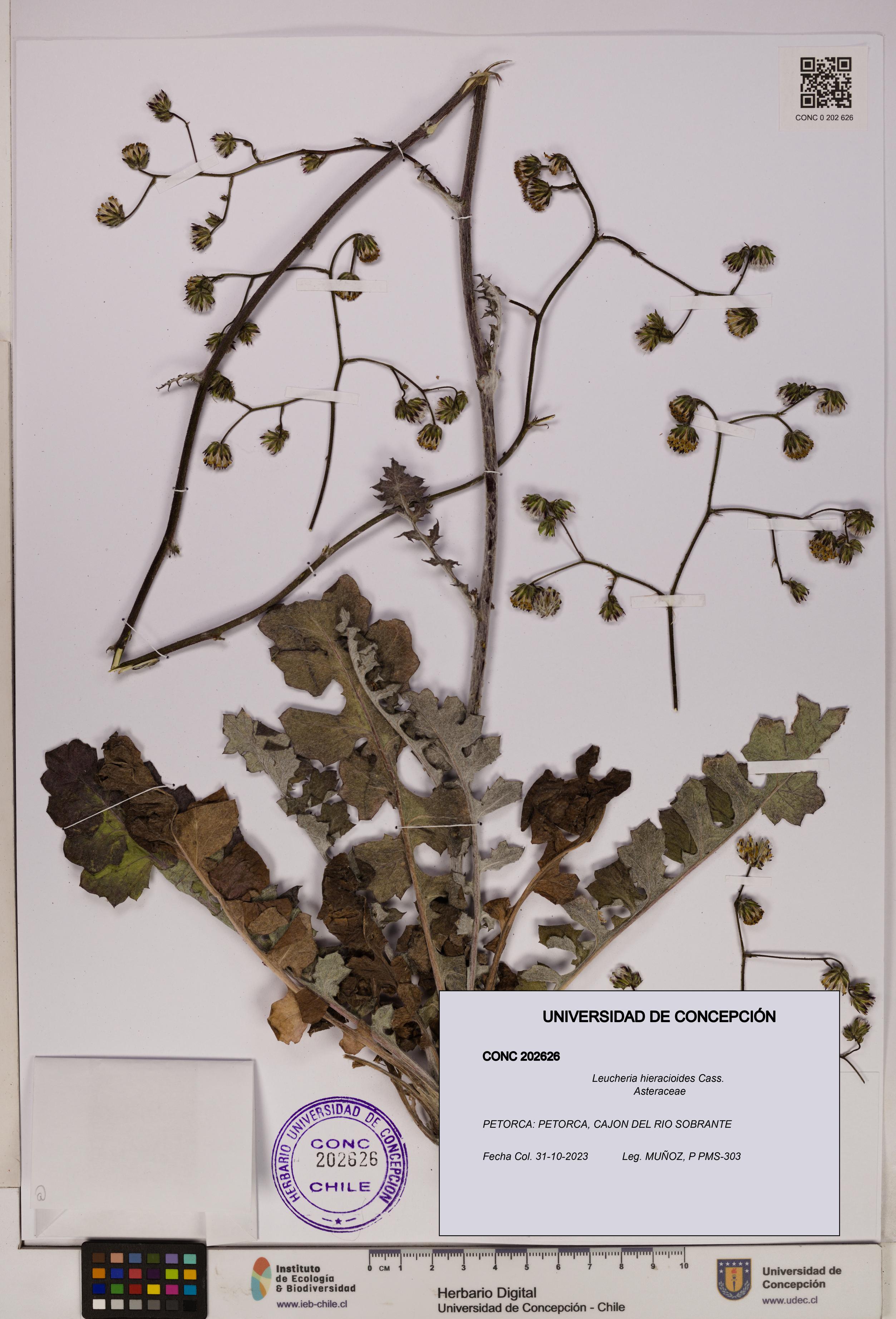 Leucheria hieracioides [Espécimen: UDEC:CONC:0202626]