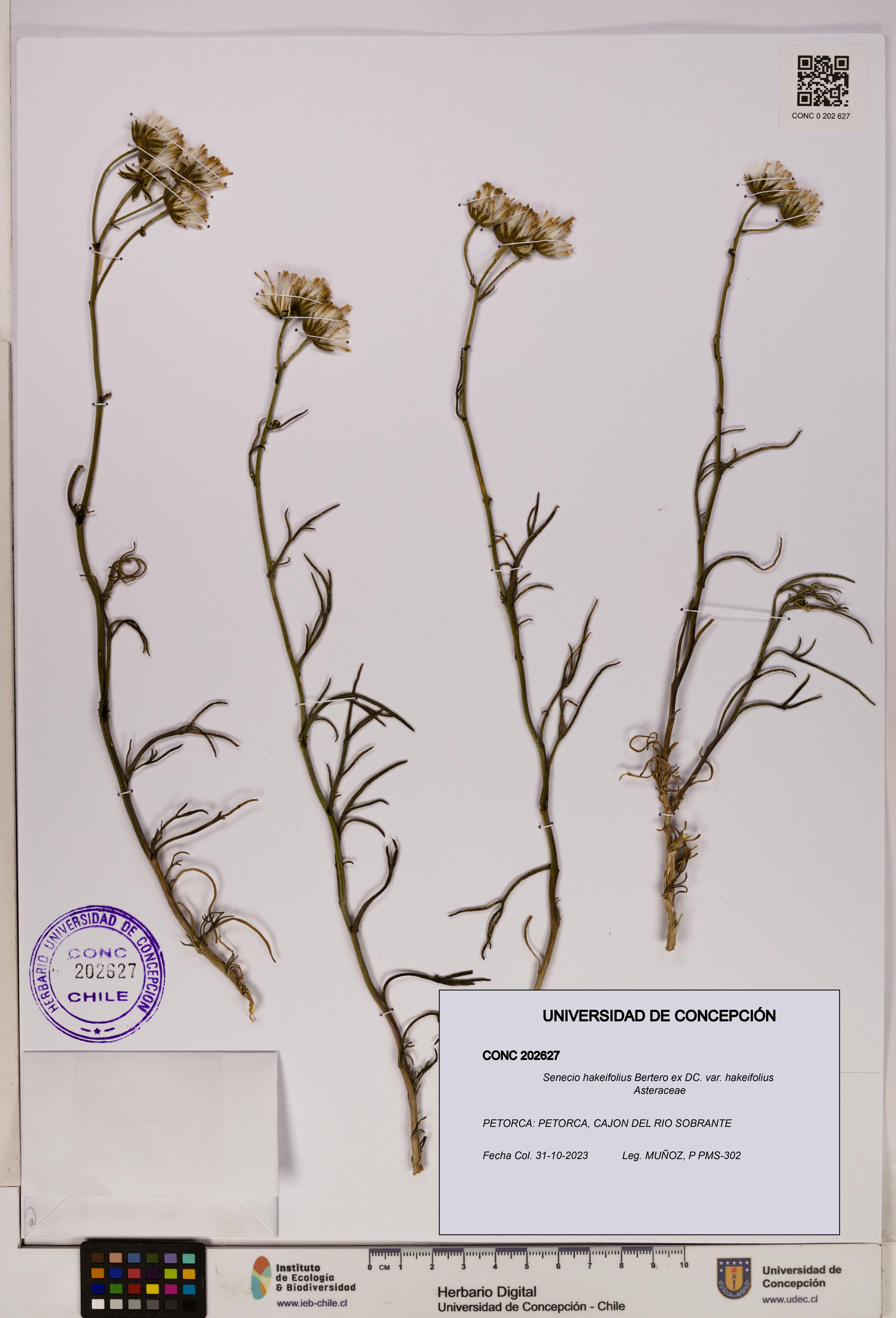 Senecio hakeifolius var. hakeifolius [Espécimen: UDEC:CONC:0202627]